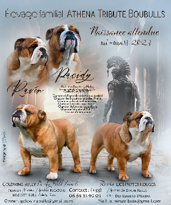Athena Tribute Boubulls - Bulldog Anglais - Portée née le 09/03/2023