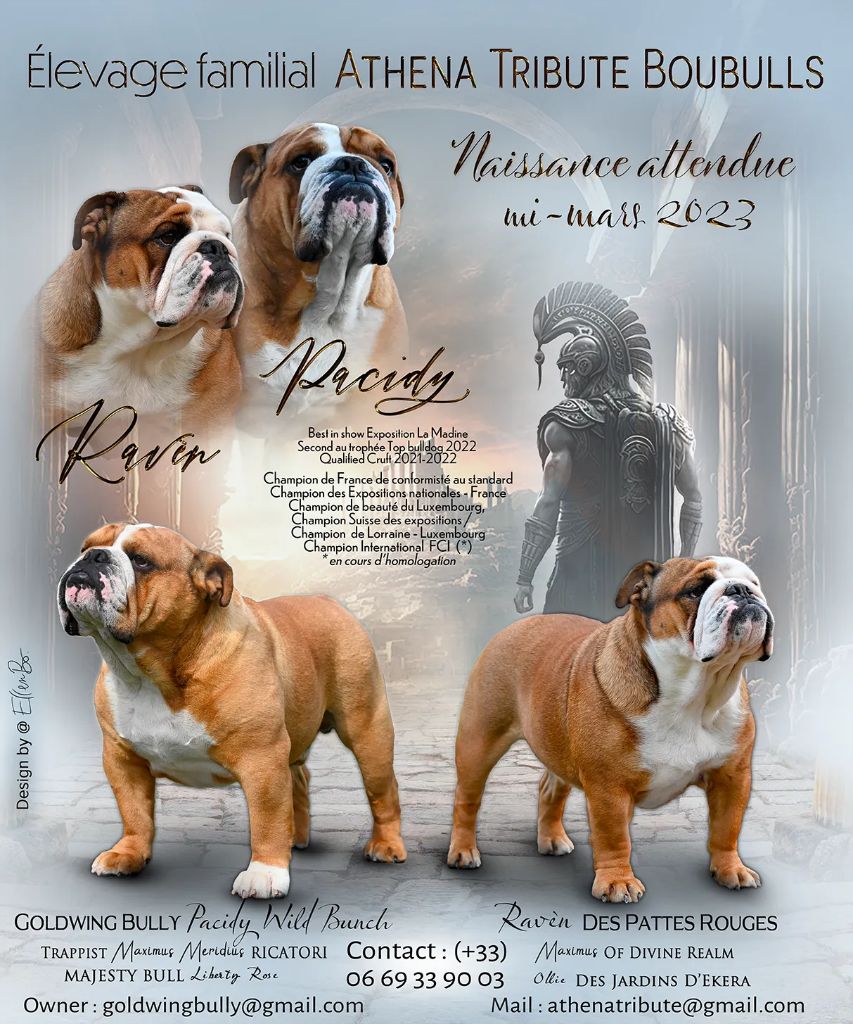 chiot Bulldog Anglais Athena Tribute Boubulls